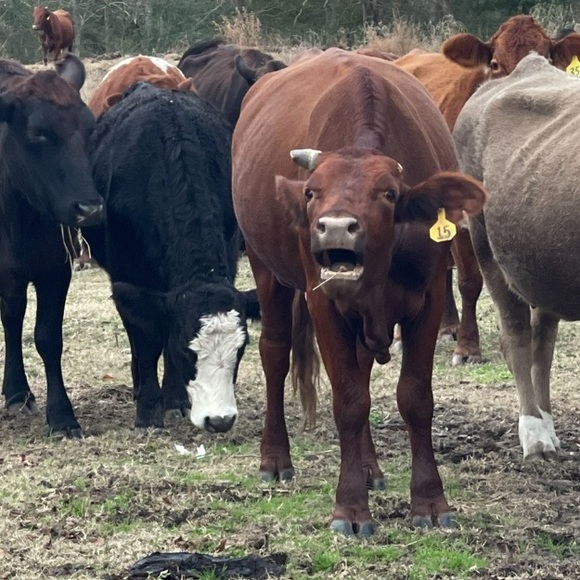 Thank you ✅ - Picture 16 of 16